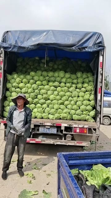 蔚县旱地甘蓝上市了