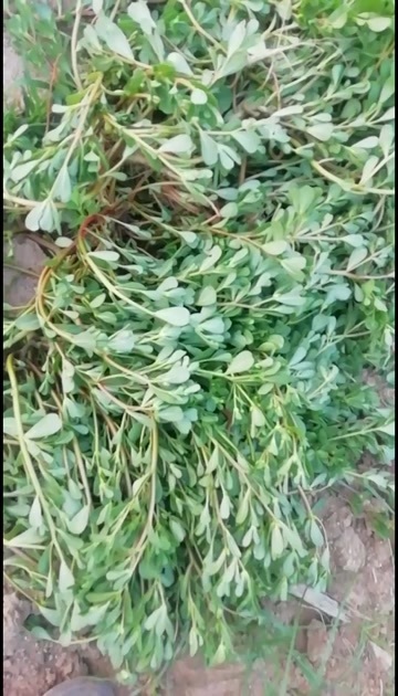 汝阳县马齿笕，水煮晒干干品