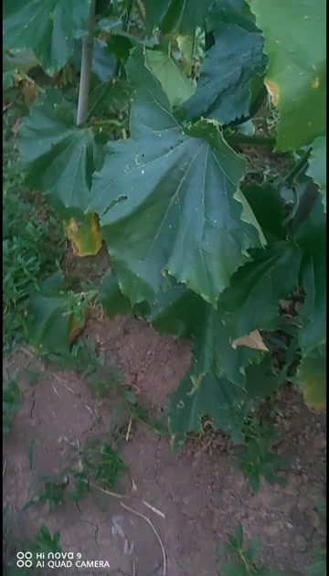 黑皮东瓜（吊瓜）