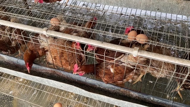 江门290天老母鸡净重平均3.2斤3.5斤左右数量有限先到先得