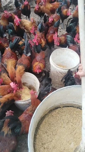济南散养跑山鸡 批发零售