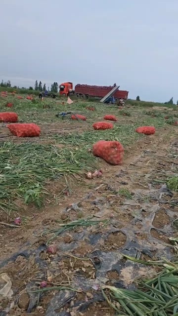 兰州1400亩洋葱开始拔了