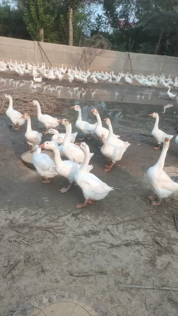 河间市大三花杂交鹅市场价