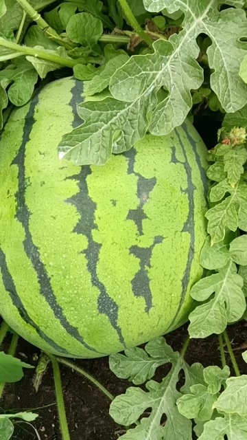 拜泉县西瓜代办
