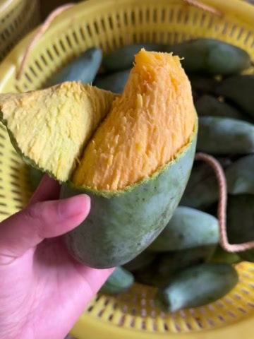 百色青皮藏金，四层奇香，甜蜜无渣，芒果节顶流