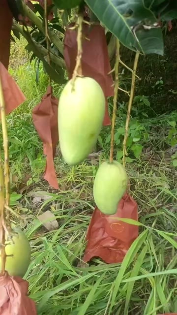 西畴县青芒