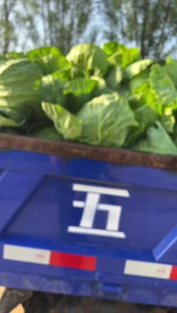 蔚县圆包菜