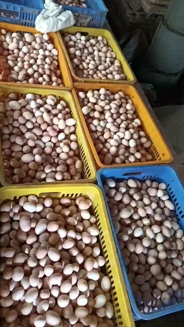 英德市初生蛋，靓货，懂的来……