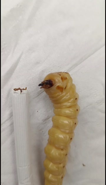 桂林斗米虫