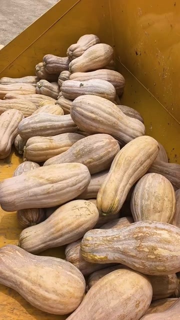 松滋市蜜本老南瓜 大量出货中……