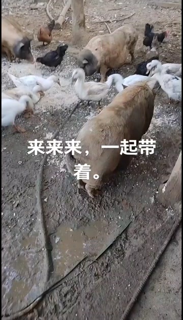 成都纯玉米粉散养的鸡鸭鹅香猪崽子