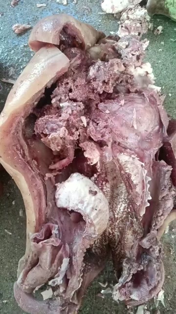 漯河牛头肉9成熟