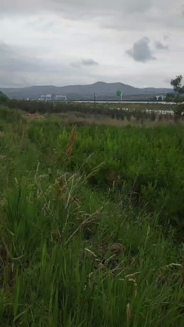 庄浪县1米油松