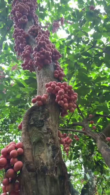 野生木奶果，山丫果，竞品少，懂货的来！