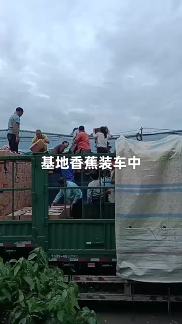 南皮县香蕉