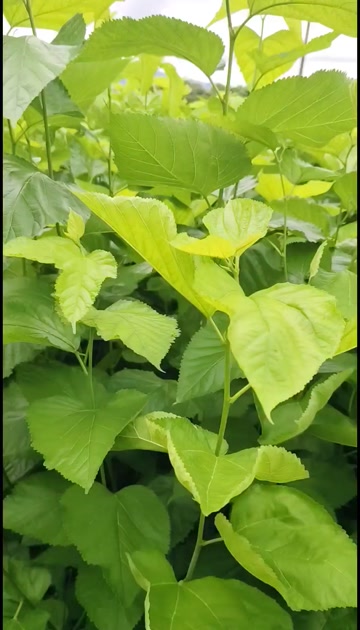 广东阳春桑叶优质叶类批发