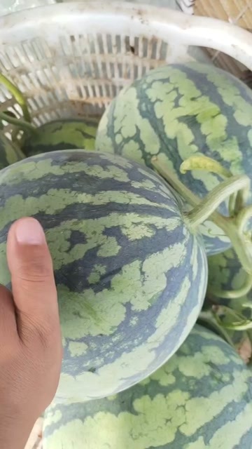 蔚县无籽美都西瓜口感好个头均匀糖度12+