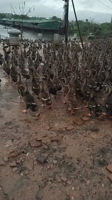 清远水鸭