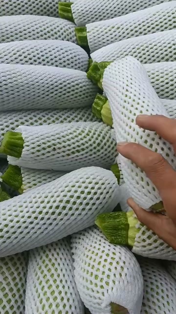 定西西葫芦