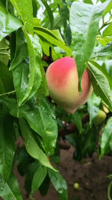 易县北京14号脆甜大山桃