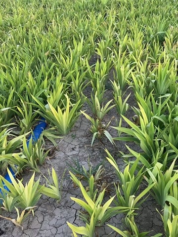 鹿邑县射干种苗 河南周口鹿邑县优质药材种苗批发