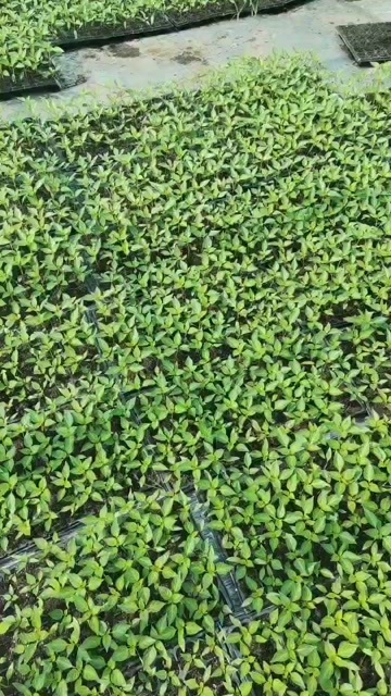 博白县樟树港辣椒苗