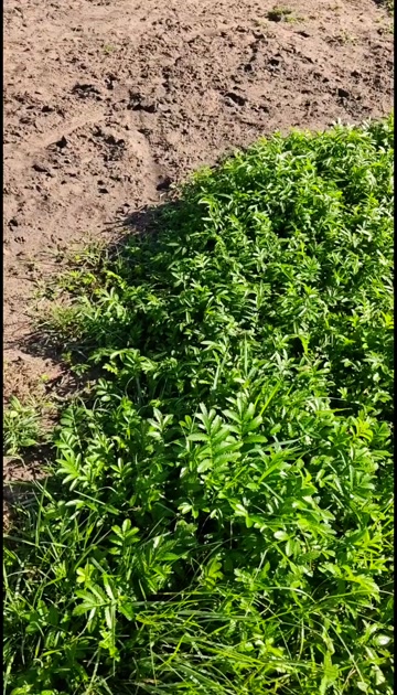牛碗口+牛散袋（精修去油）