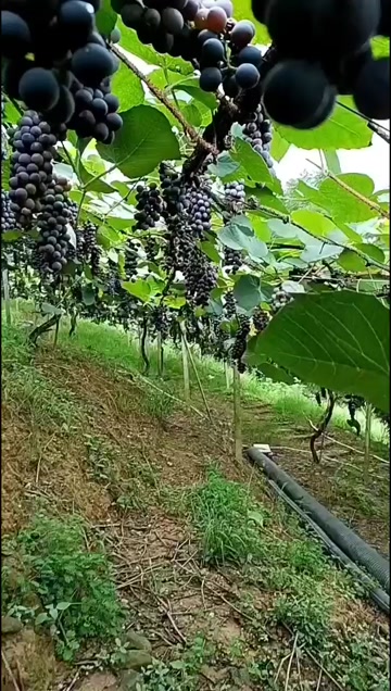 山葡萄上市