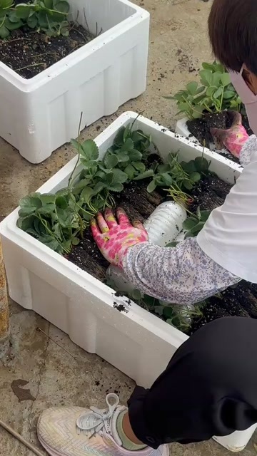 泰安穴盘草莓苗品种   章姬   香野  隋珠 天仙醉草莓苗