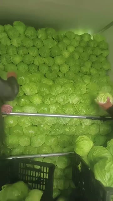 蔚县旱地甘蓝大量上市了