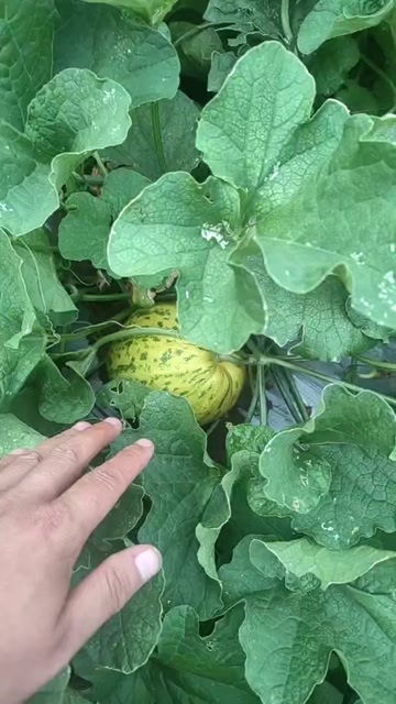 南阳八里香花瓜