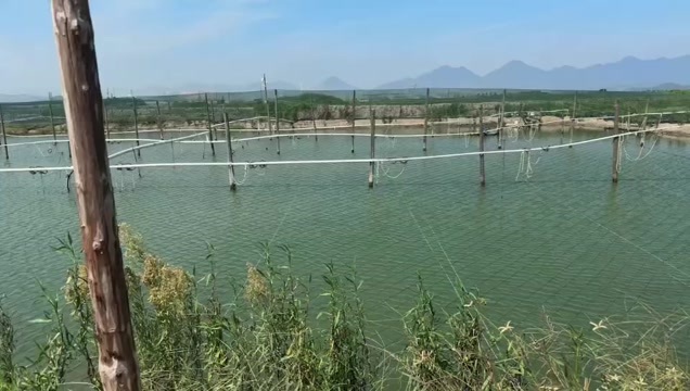 宁德福建宁德乌塘鳢鲜活水产食用鱼类鳢鱼供应