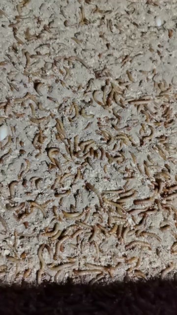 菏泽精品干虫，鲜虫