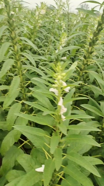项城市白芝麻（一个月后收获）