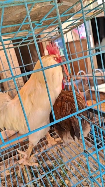 贵阳白公鸡