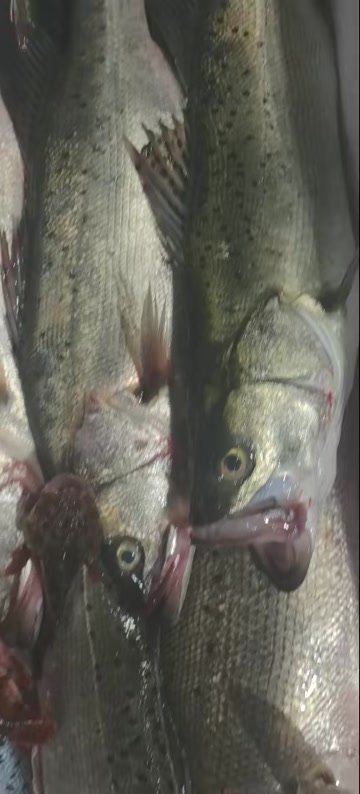 福建莆田鲈鱼鲜活水产直销 高品质食用鱼类批发