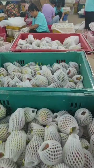 四川波姬红无花果 基地直销  空运直发保质保量欢迎洽谈合作！