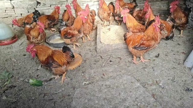 贵阳包谷鸡，喂粮食