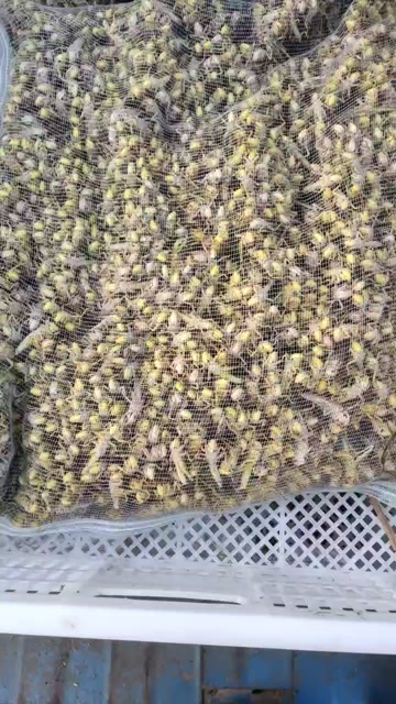 青岛蚂蚱肥大。公母混合
