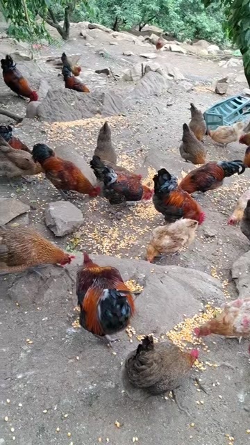 贵阳土公母鸡