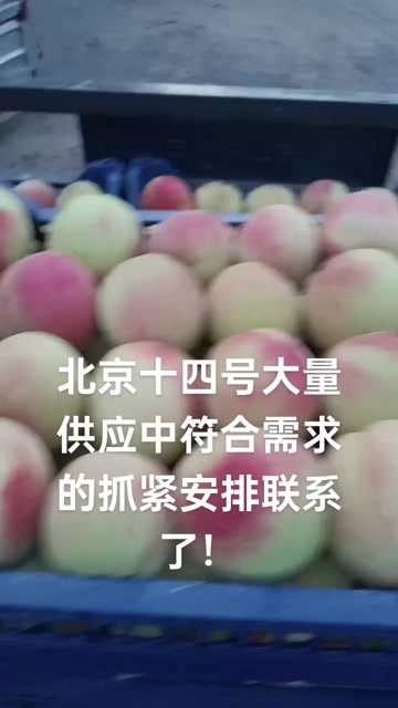 深州市北京十四号