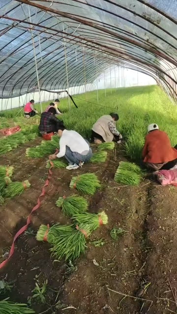 亳州大叶韭菜