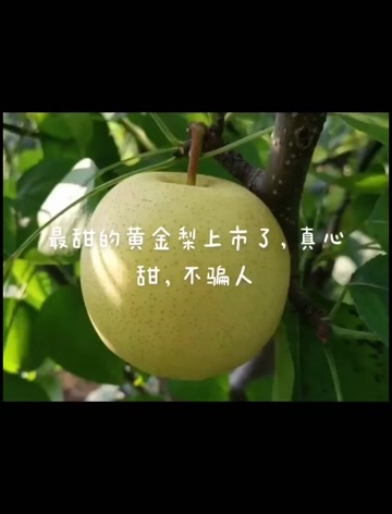 洪江市黄金蜜梨，黄金梨，自产自销，产地直发。