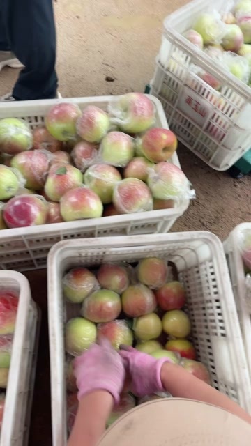 沂水县产地美八苹果大量上市