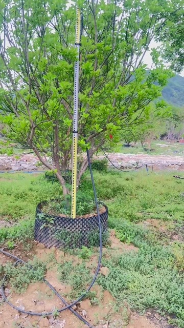 英德市出售：精品柚子树。地产货市均有。欢迎咨询选购。价好物优。