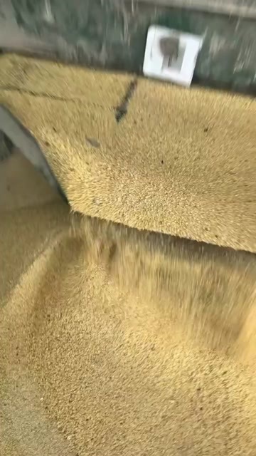郓城县碎黄豆