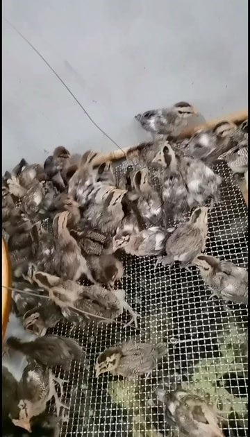 金平县土鸡苗