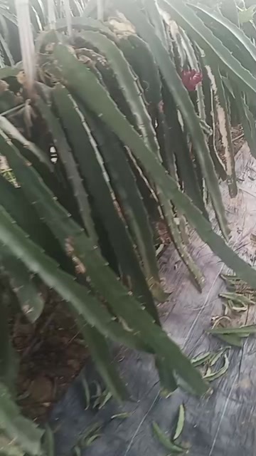 徐州红心火龙果
