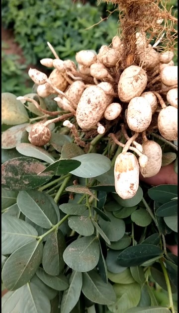 昌图县白沙花生