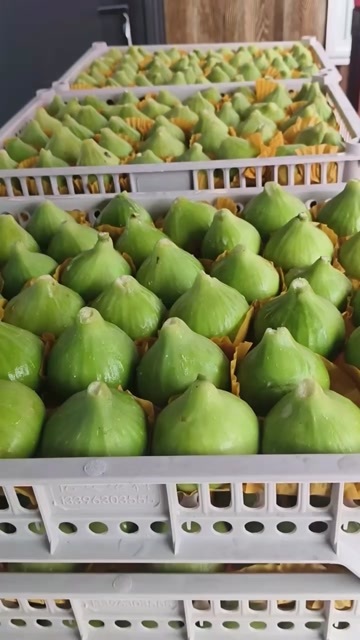 荣成市威海青皮无花果大量上市